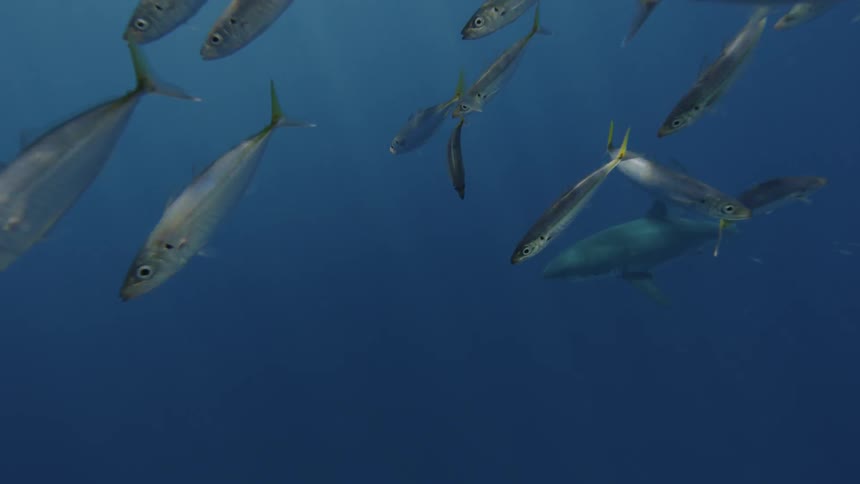 A shark and fish swim in the ocean