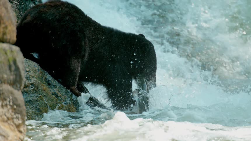 A bear swipes a fish out of a river