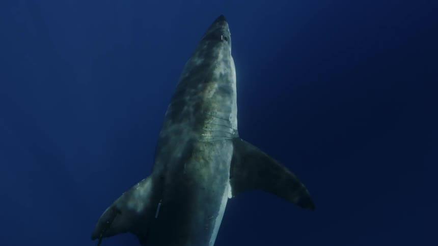 A shark swims up to and then past fish bait