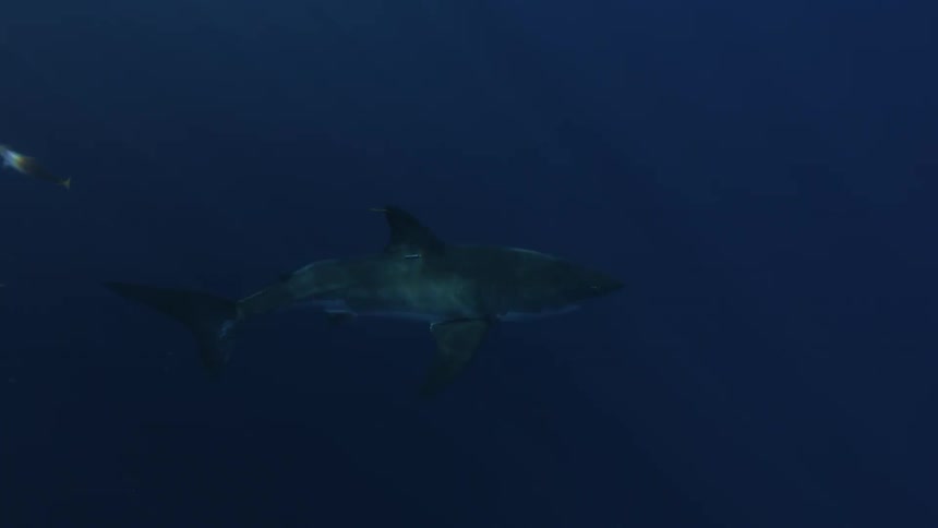 A shark swims through fishes as it passes a shark cage