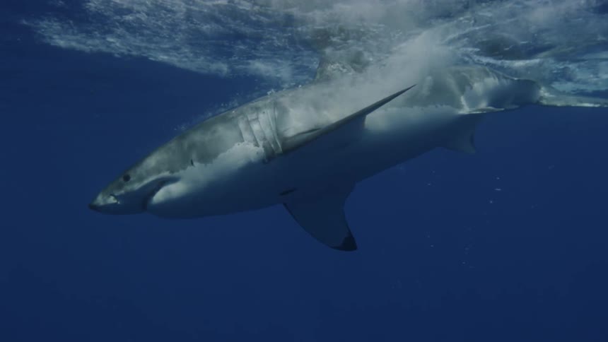 A shark swimming in the ocean attempts to feed