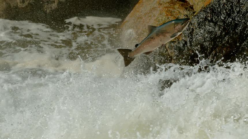 A salmon leaps as it tries to migrate up falls in a river