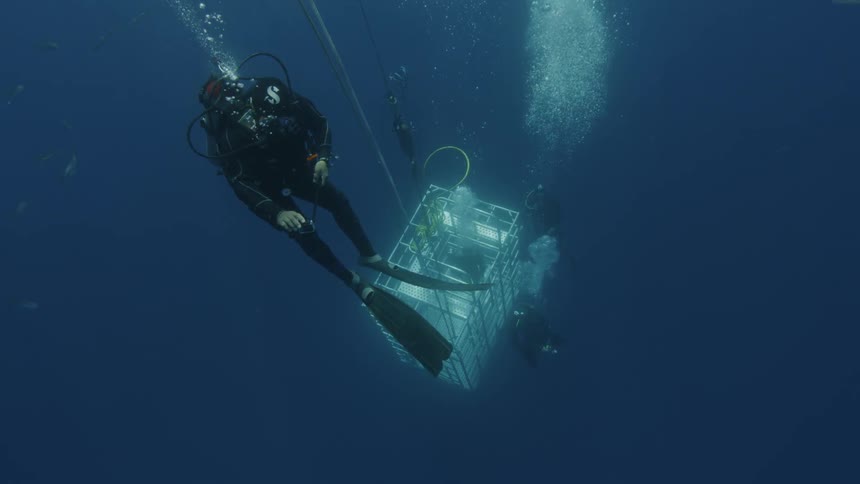 Diver swims above a cage in the ocean
