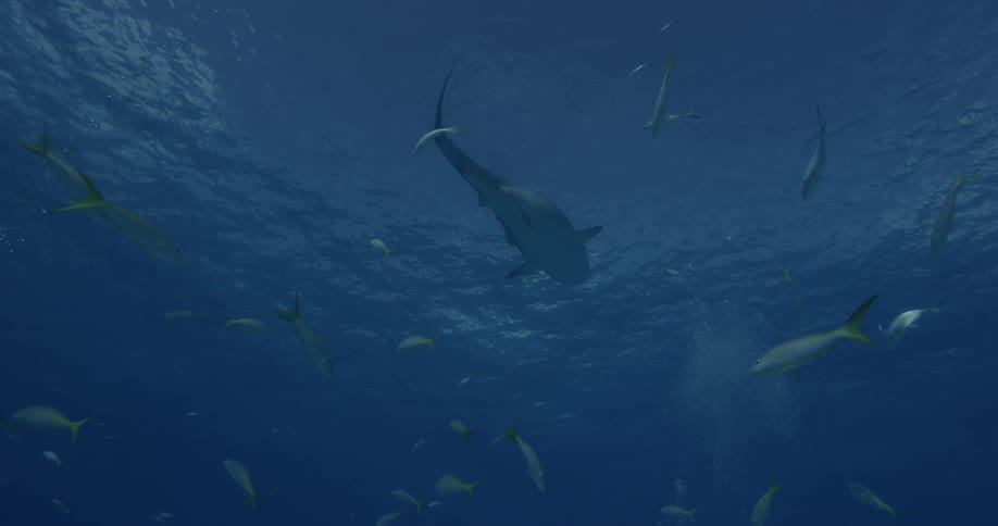 A shark swimming around a school of fish