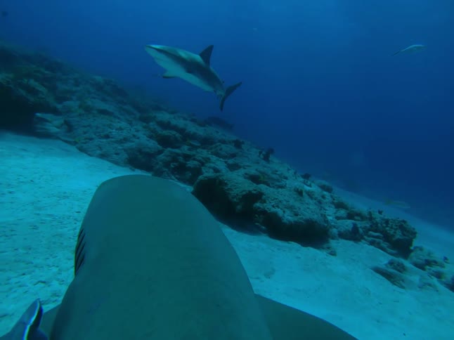 First person view of a shark swimming at the bottom of the ocean