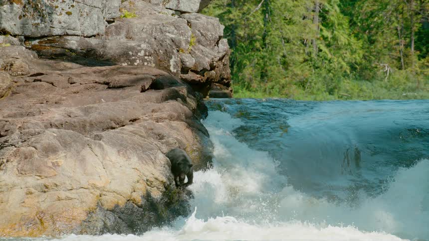 A bear stands by a gushing river in the wilderness