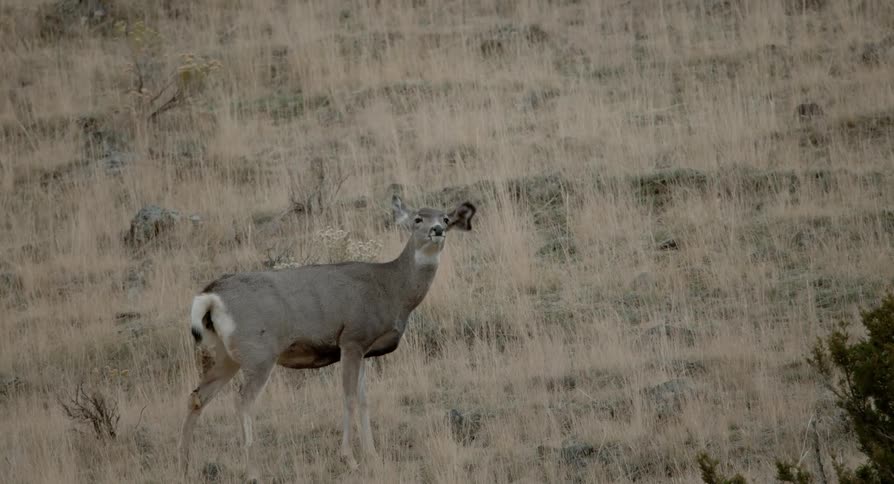 A deer with big ears shakes its head
