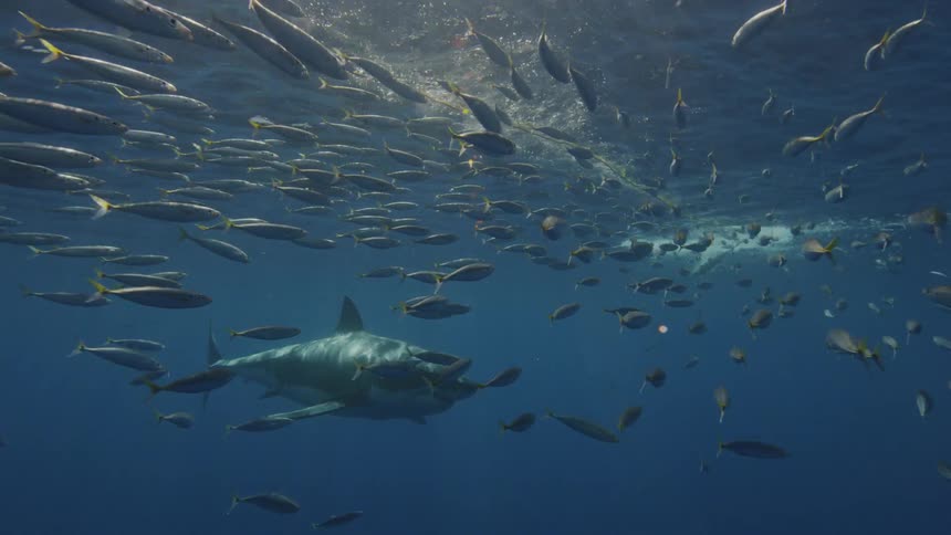 A school of fish swim near a great white shark in the ocean
