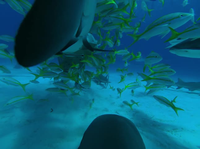 Sharks and fish swim near the ocean floor