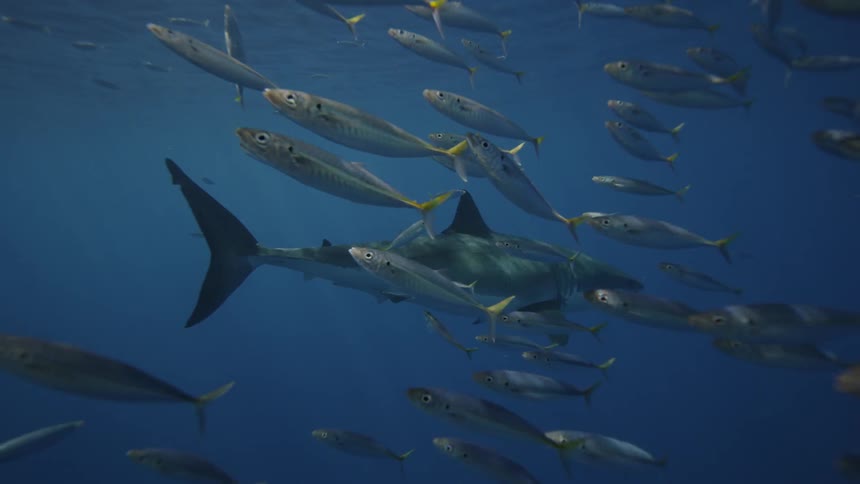 A great white shark and fish swim near the ocean surface