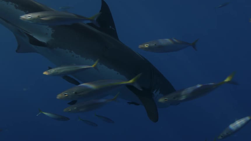 A shark swimming through a school of fish