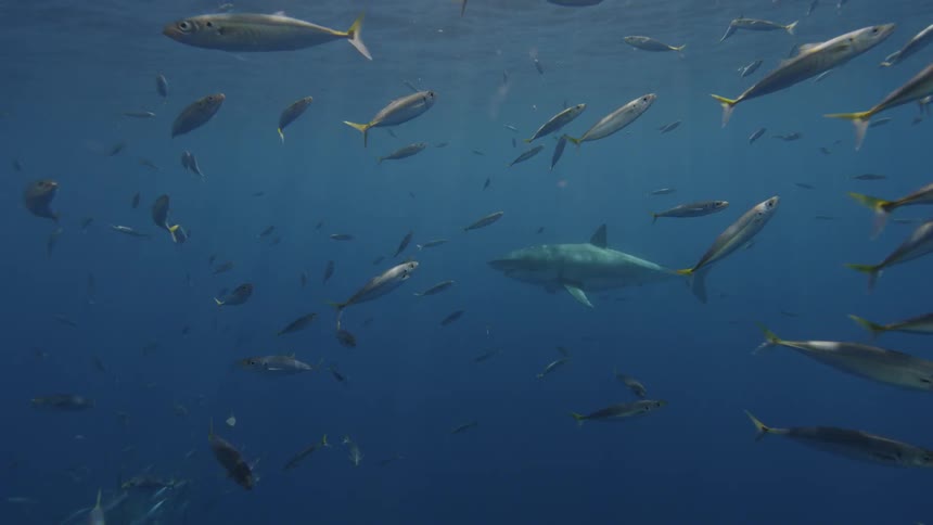 A shark swims amid fishes in the ocean