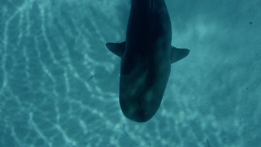 A diver swims with sharks in the ocean