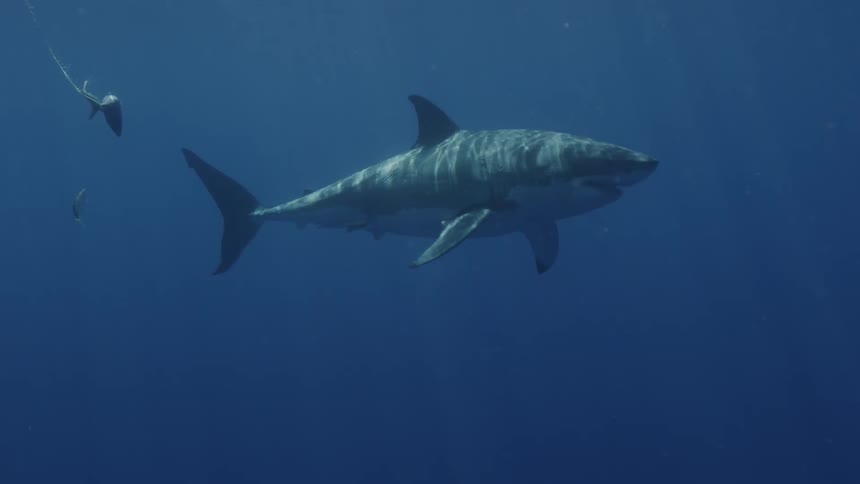 Shark floats in the open ocean
