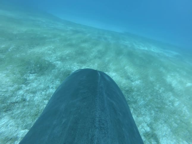 A shark swims near the ocean floor