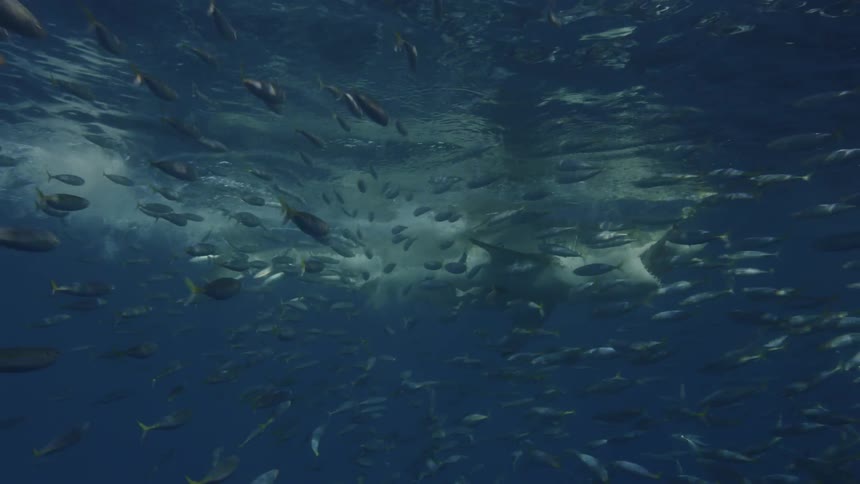 A shark eating from a school of fish