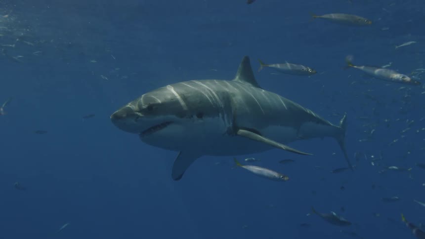 Shark swimming in water among fish
