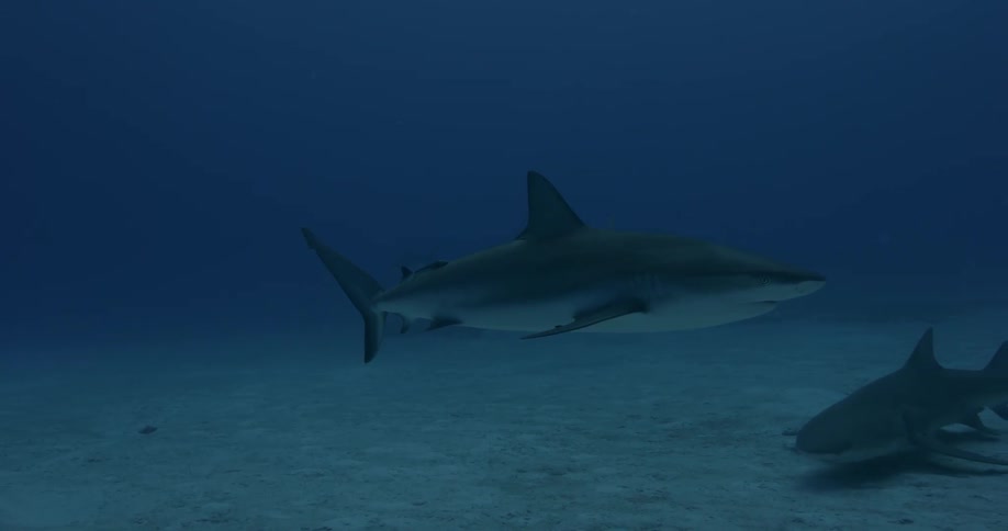 Two sharks swim near the ocean floor