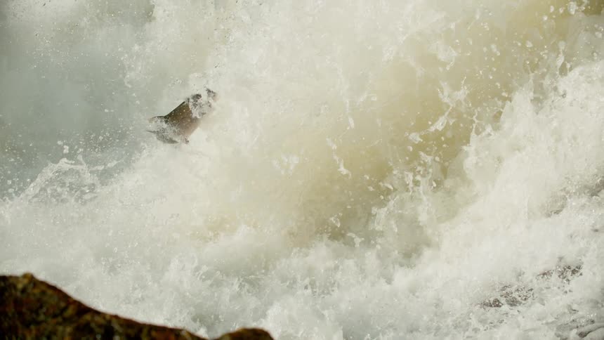 A fish jumps up a waterfall