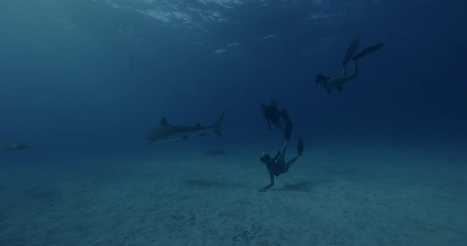 Divers swim with a shark in the ocean