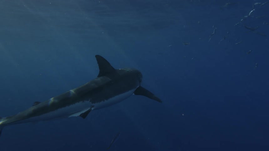A shark swims near fish in the ocean