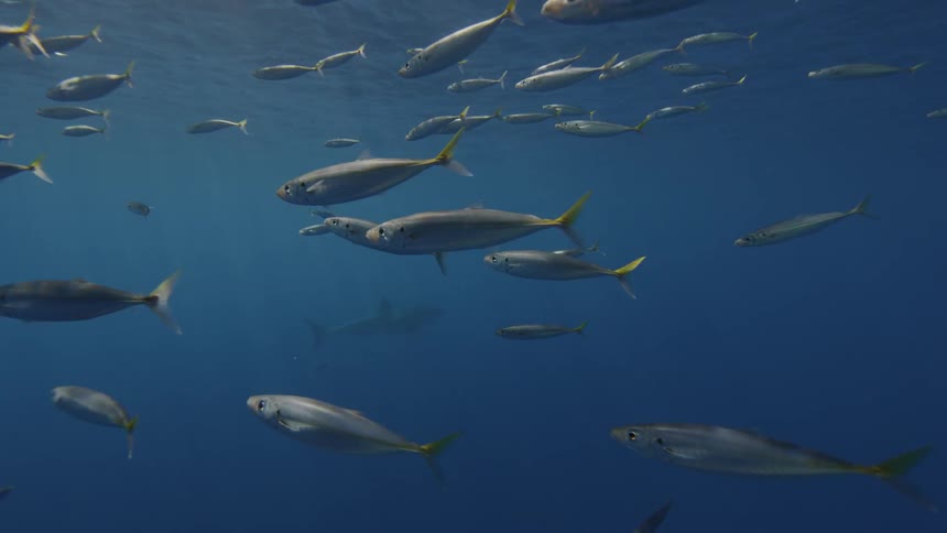 A school of fish swimming near the surface