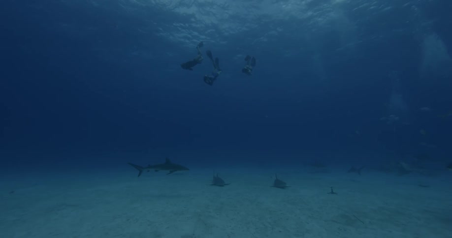 Divers swim in the ocean near sharks