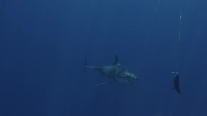 A shark swims past a baited line hung near a shark viewing cage
