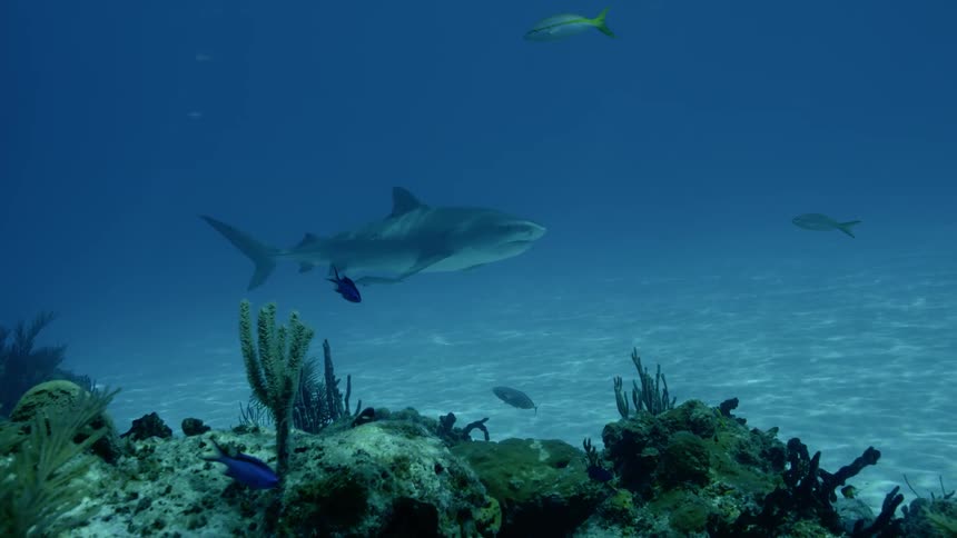 Shark swims near the ocean floor with several fish swimming nearby