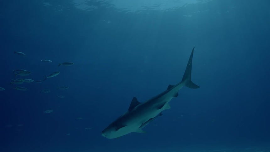 A shark and fish swim near the ocean surface