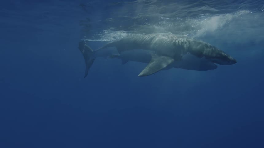 Shark swims in dark water