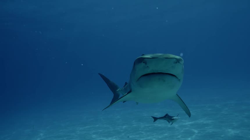 A fish swims beneath a shark in the ocean