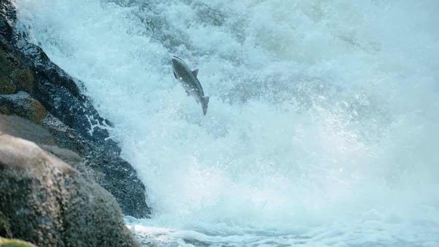 A salmon leaps as it tries to migrate up rapids in a river during the day