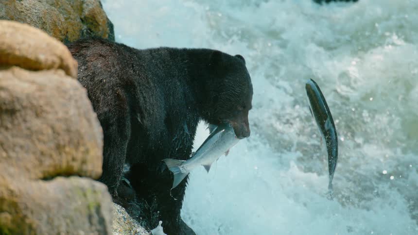 A bear stands next to a gushing river with a fish in its mouth