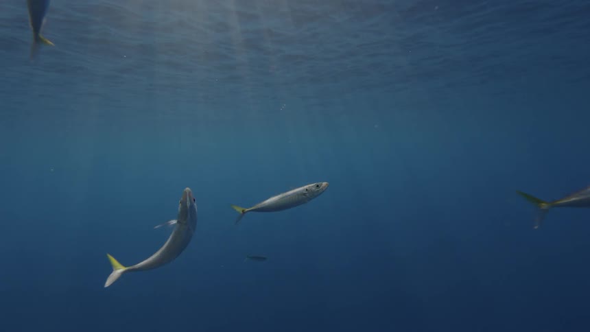 Fish swim near the ocean surface as sunlight streams through the water