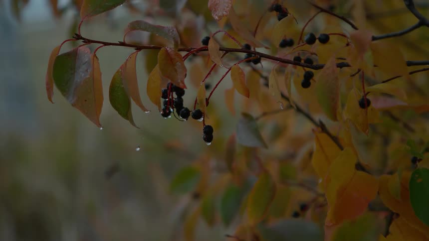 Berries hanging on a tree that's dripping with water