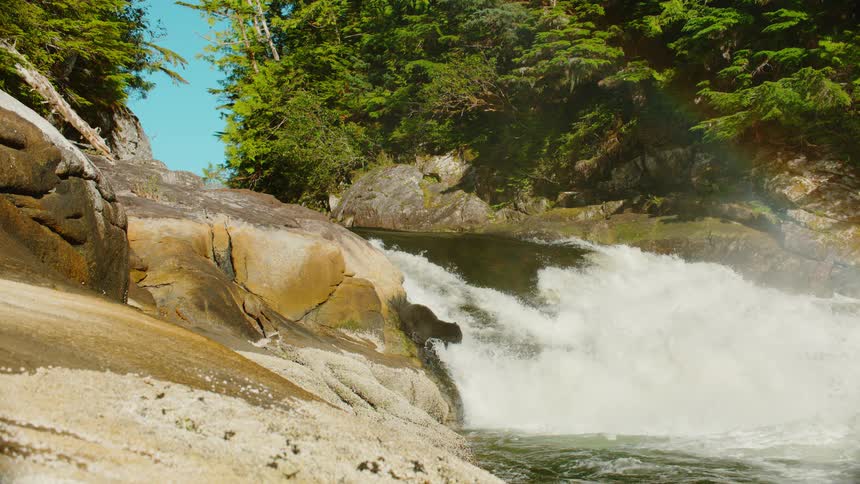 A bear is trying to catch salmon at the edge of some river rapids