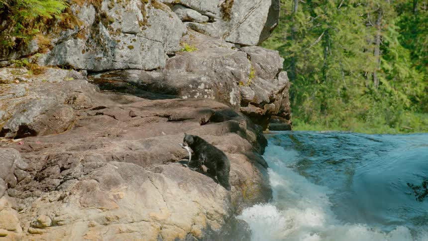 A bear carries a fish in its mouth near a river