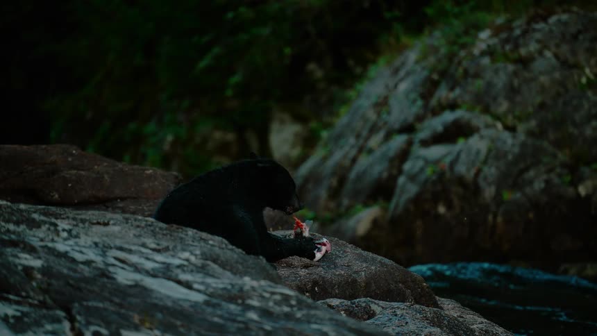 A bear eats fish near a river