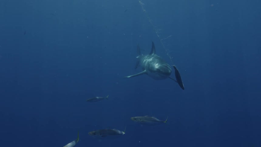 Shark swims towards bait on a line