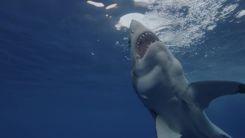 A shark swims near fish in the ocean