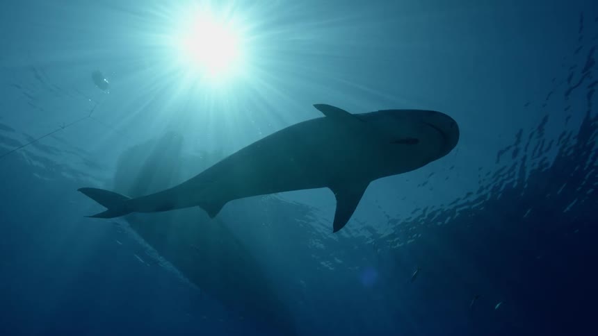 A diver swims with sharks in the ocean