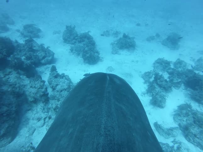 A shark swims near the ocean floor