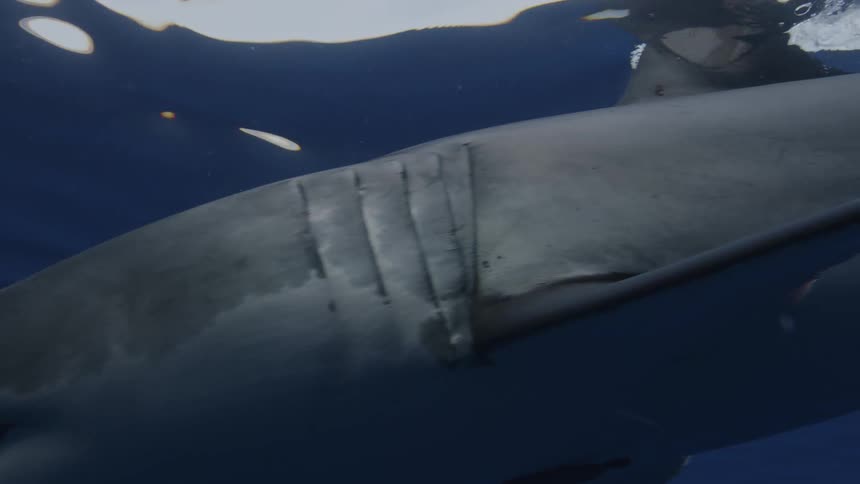 A shark swims towards bait floating on the ocean surface