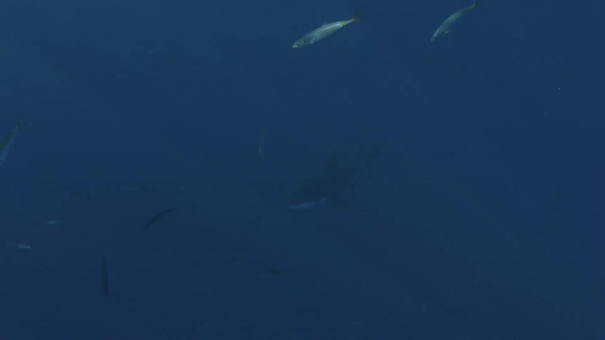 Fish and a great white shark swim in the ocean