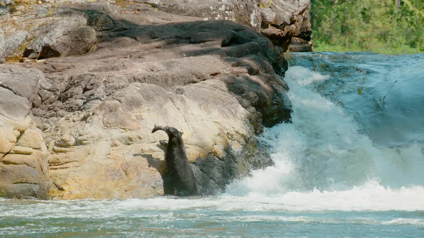 Bear climbing out of the water holding a fish in its mouth