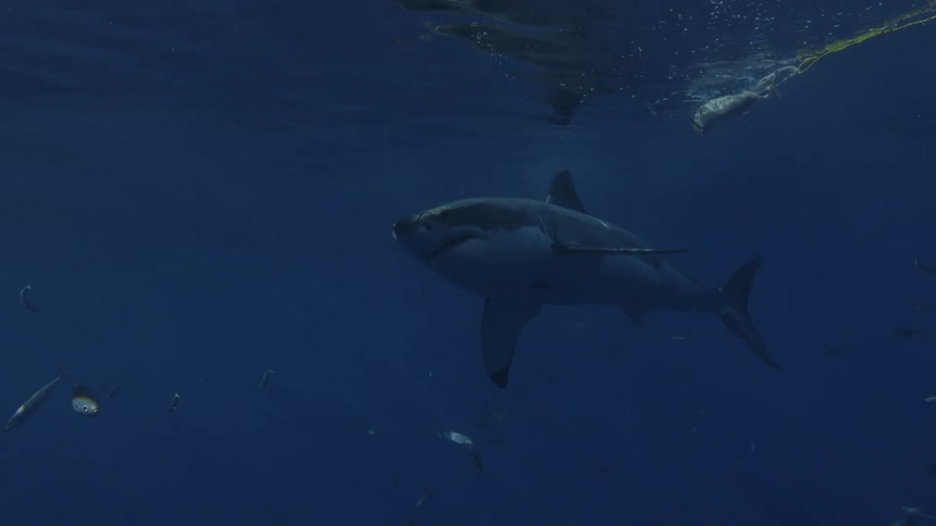 Shark lunges at bait in the ocean