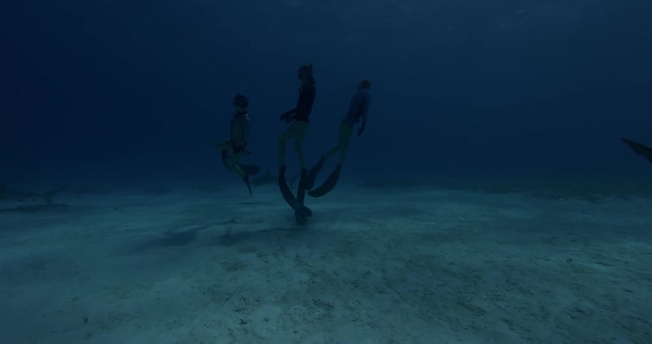Female divers swim near sharks in the ocean