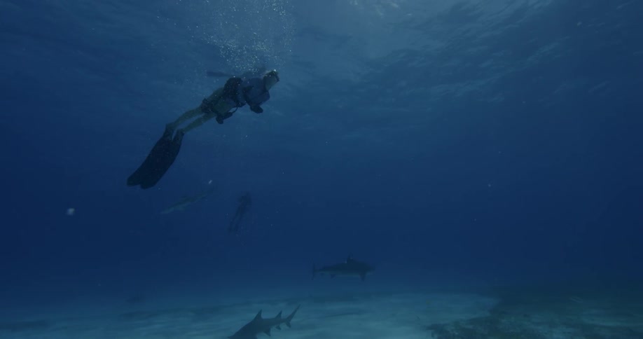 Diver swims among fish and sharks