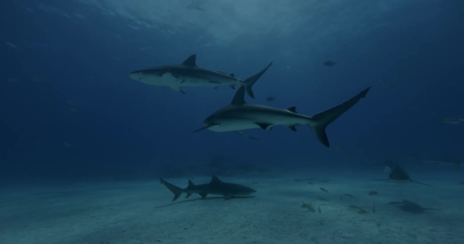Sharks swim near the ocean floor